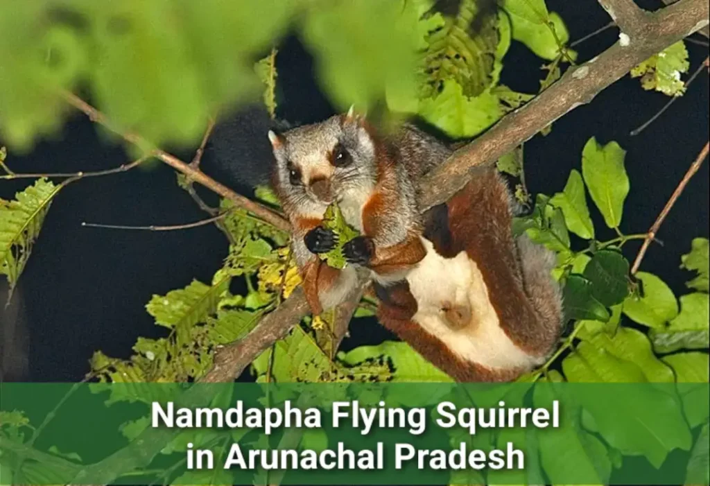 Namdapha flying squirrel arunachal pradesh
