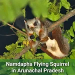 Flying squirrel arunachal pradesh